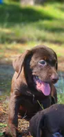 Jessica, a female Labrador Retriever for sale in Fleming Island, FL – 1 of 1