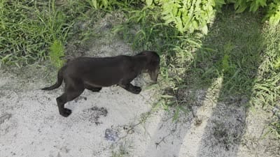 Shadow , a male Labrador Retriever for sale in Fleming Island, FL – 6 of 6