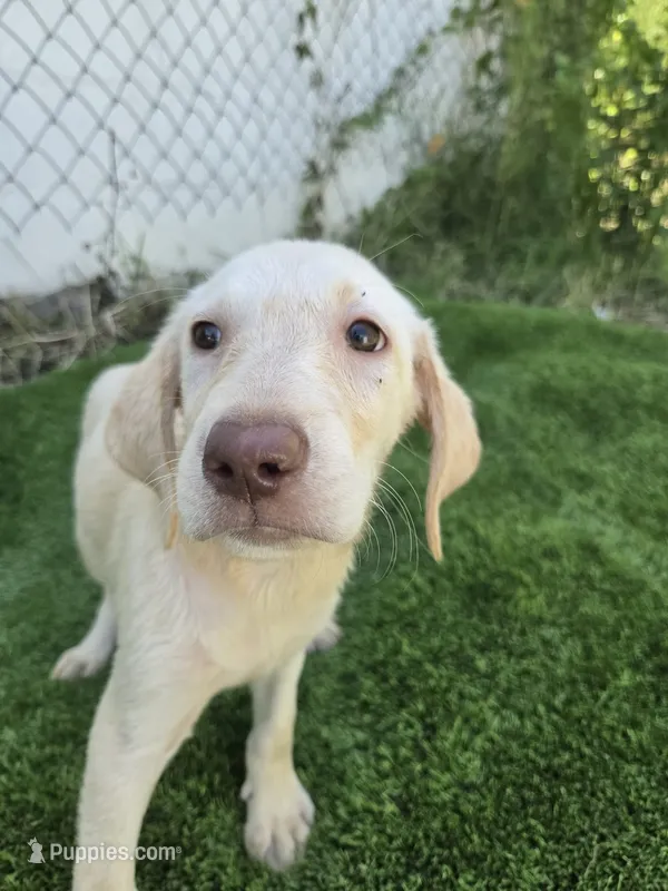 dallas – Labrador Retriever puppy for sale in Fleming Island, FL