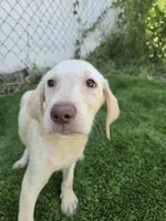 dallas, a female Labrador Retriever for sale in Fleming Island, FL – 1 of 9
