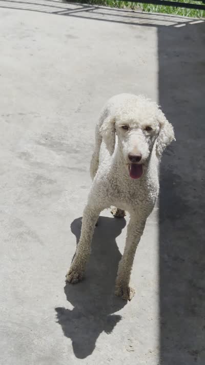 Dolly, a female Poodle - Miniature  for sale in Fleming Island, FL – 6 of 6