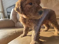 Teddy, a male English Goldendoodle for sale in Fleming Island, FL – 4 of 7