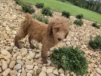 Dolly , a female Goldendoodle for sale in Fleming Island, FL – 3 of 7