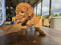 Biscuit , a female Goldendoodle for sale in Fleming Island, FL – 2 of 7