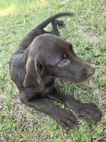 Coco, a female Labrador Retriever for sale in Fleming Island, FL – 3 of 4