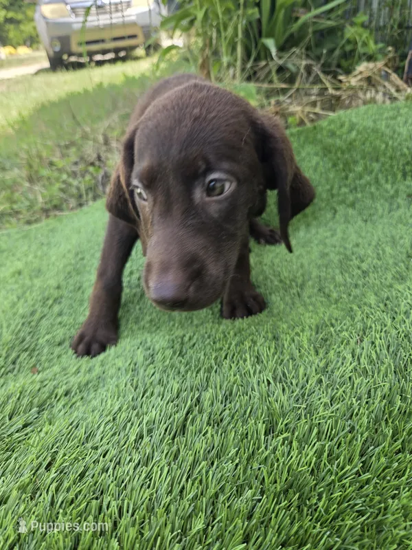 Moose – Labrador Retriever puppy for sale in Fleming Island, FL