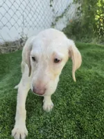 dallas, a female Labrador Retriever for sale in Fleming Island, FL – 2 of 9
