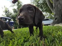 Magic , a male Labrador Retriever for sale in Fleming Island, FL – 1 of 1