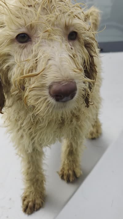 Daisy, a female Labradoodle for sale in Fleming Island, FL – 5 of 5