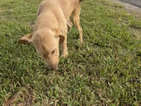 Don, a male Labrador Retriever for sale in Fleming Island, FL – 2 of 5