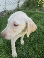 dallas, a female Labrador Retriever for sale in Fleming Island, FL – 6 of 9