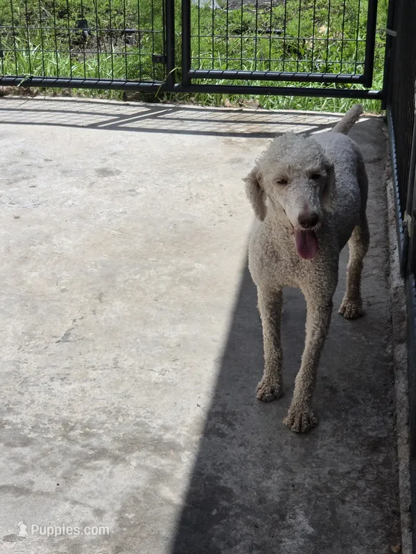 Dolly – Poodle - Miniature  puppy for sale in Fleming Island, FL