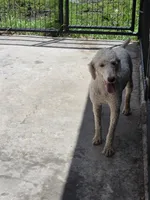 Dolly, a female Poodle - Miniature  for sale in Fleming Island, FL – 1 of 6