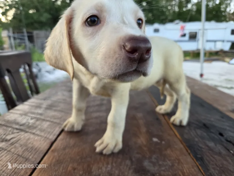 Dolly – Labrador Retriever puppy for sale in Fleming Island, FL