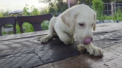 Don, a male Labrador Retriever for sale in Fleming Island, FL – 8 of 8