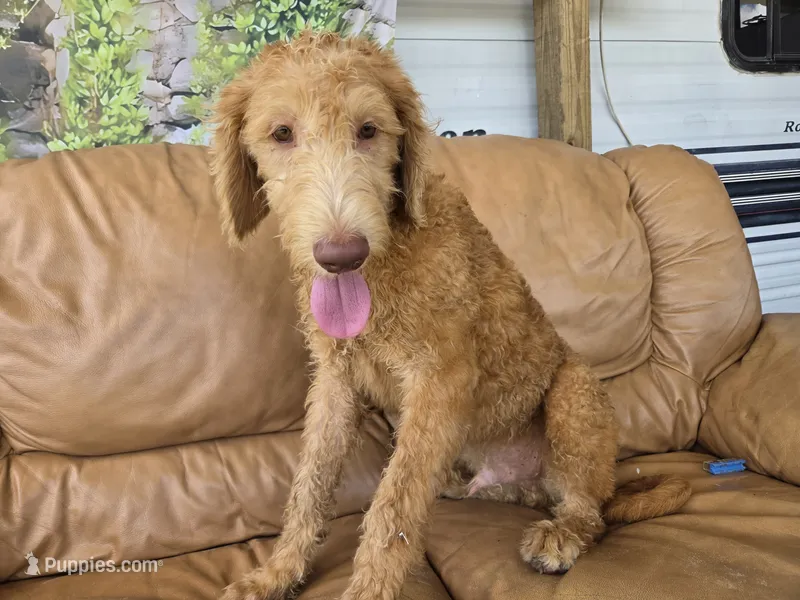 Ollie – Labradoodle puppy for sale in Fleming Island, FL