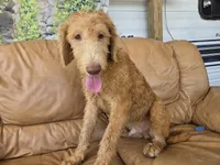 Ollie, a male Labradoodle for sale in Fleming Island, FL – 1 of 7