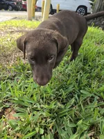 Sally , a female Labrador Retriever for sale in Fleming Island, FL – 3 of 7