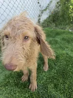 Ollie, a male Labradoodle for sale in Fleming Island, FL – 3 of 5