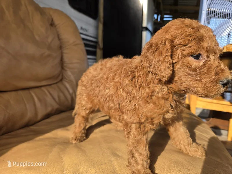 Teddy – English Goldendoodle puppy for sale in Fleming Island, FL