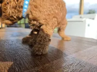 Biscuit , a female Goldendoodle for sale in Fleming Island, FL – 3 of 7