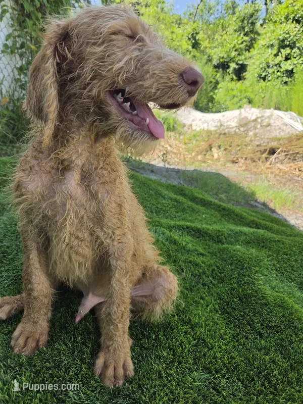 Ollie – Labradoodle puppy for sale in Fleming Island, FL
