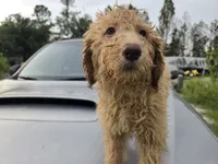 Daisy, a female Labradoodle for sale in Fleming Island, FL – 3 of 5