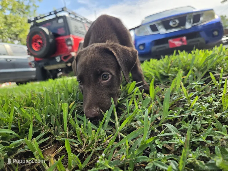 Sandra – Labrador Retriever puppy for sale in Fleming Island, FL