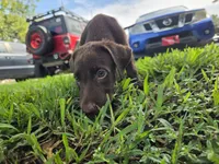 Sandra, a female Labrador Retriever for sale in Fleming Island, FL – 1 of 7