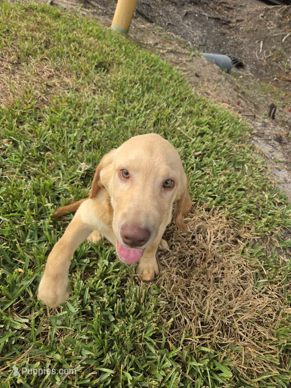 Don – Labrador Retriever puppy for sale in Fleming Island, FL