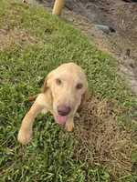 Don, a male Labrador Retriever for sale in Fleming Island, FL – 1 of 5