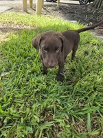 Sally , a female Labrador Retriever for sale in Fleming Island, FL – 5 of 7