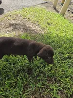 Sally , a female Labrador Retriever for sale in Fleming Island, FL – 6 of 7