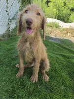 Ollie, a male Labradoodle for sale in Fleming Island, FL – 5 of 5