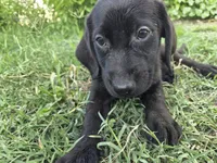 Shadow , a male Labrador Retriever for sale in Fleming Island, FL – 4 of 6