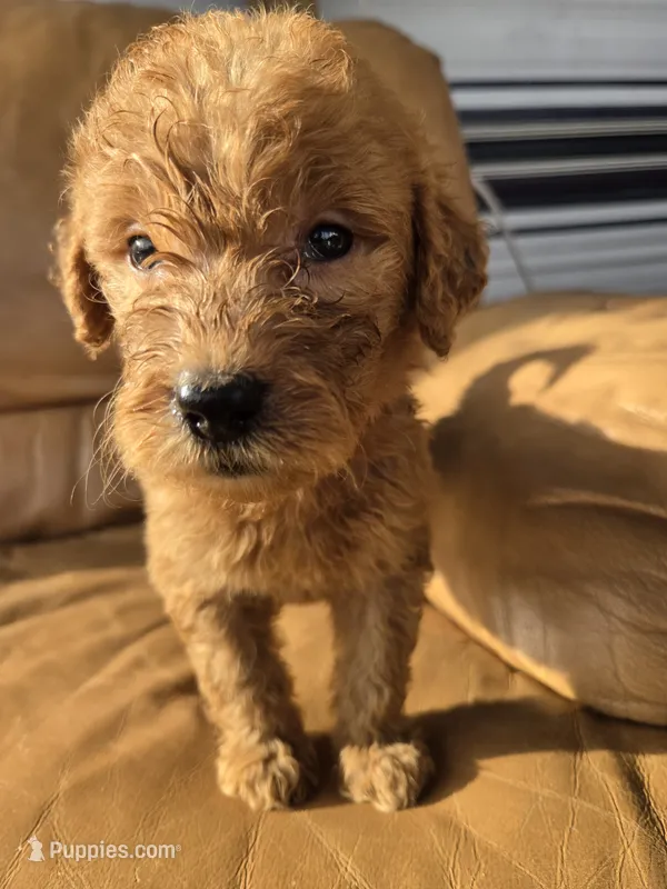 Biscuit  – Goldendoodle puppy for sale in Fleming Island, FL