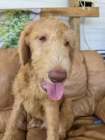 Ollie, a male Labradoodle for sale in Fleming Island, FL – 3 of 7