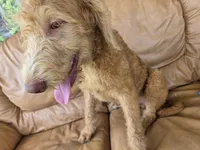 Ollie, a male Labradoodle for sale in Fleming Island, FL – 4 of 7