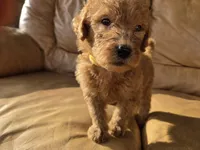 Biscuit , a female Goldendoodle for sale in Fleming Island, FL – 6 of 7