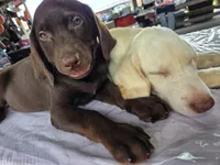 Dena, a female Labrador Retriever for sale in Fleming Island, FL – Photo 5 of 6