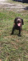 Dena, a female Labrador Retriever for sale in Fleming Island, FL – Photo 1 of 6