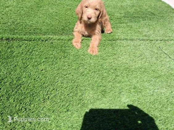 Ollie – Labradoodle puppy for sale in Fleming Island, FL