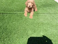 Ollie, a male Labradoodle for sale in Fleming Island, FL – Photo 8 of 10