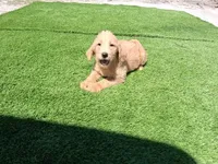 Ollie, a male Labradoodle for sale in Fleming Island, FL – Photo 9 of 10