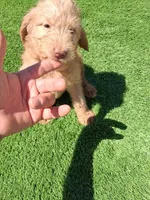 Ollie, a male Labradoodle for sale in Fleming Island, FL – Photo 7 of 10