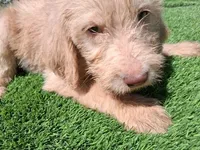 Ollie, a male Labradoodle for sale in Fleming Island, FL – Photo 2 of 10
