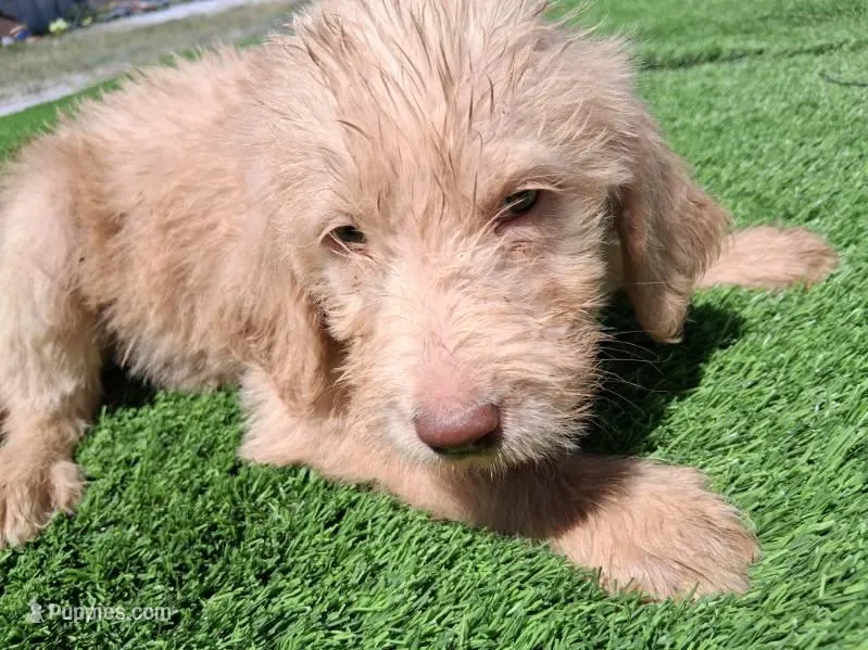 Ollie – Labradoodle puppy for sale in Fleming Island, FL