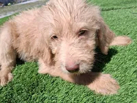 Ollie, a male Labradoodle for sale in Fleming Island, FL – Photo 1 of 10