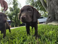 Sandra, a female Labrador Retriever for sale in Fleming Island, FL – 5 of 7