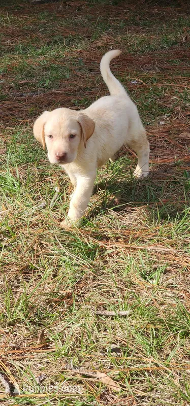 dallas – Labrador Retriever puppy for sale in Fleming Island, FL